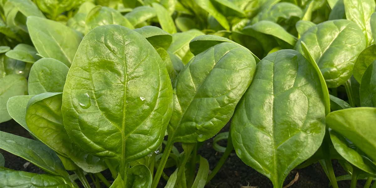 Spinaci resistenti a Pe:1-20, Syngenta più veloce della peronospora